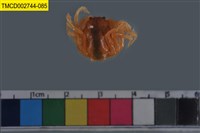 藏品(短指和尚蟹)的圖片